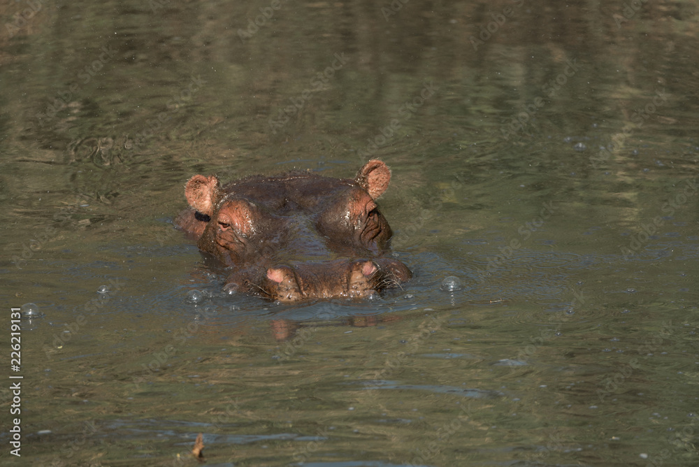 Hippo Blowing Bubbles