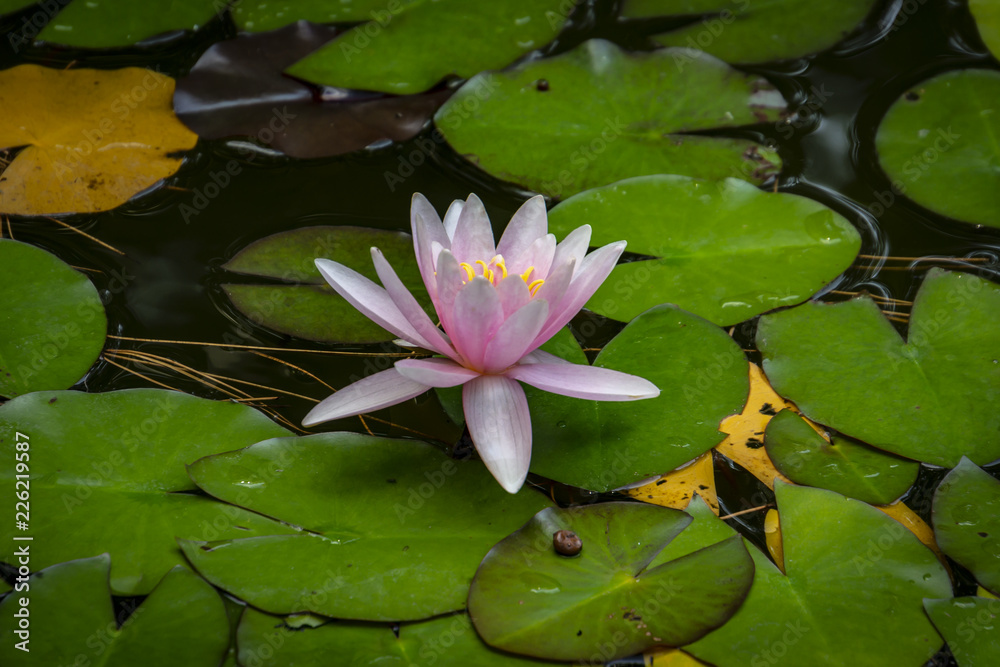 Beautiful pink water lily Marliacea Rosea or lotus flower on the background of autumn garbage with needles, green and yellow leaves. Nature concept for design Beautiful pink water lily Marliacea Rosea or lotus flower on the background of autumn garbage with needles, green and yellow leaves. Nature concept for design