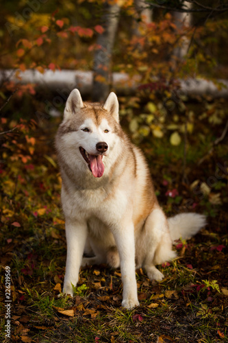 Portrait of free and prideful Siberian Husky dog sitting in the bright enchanting fall forest