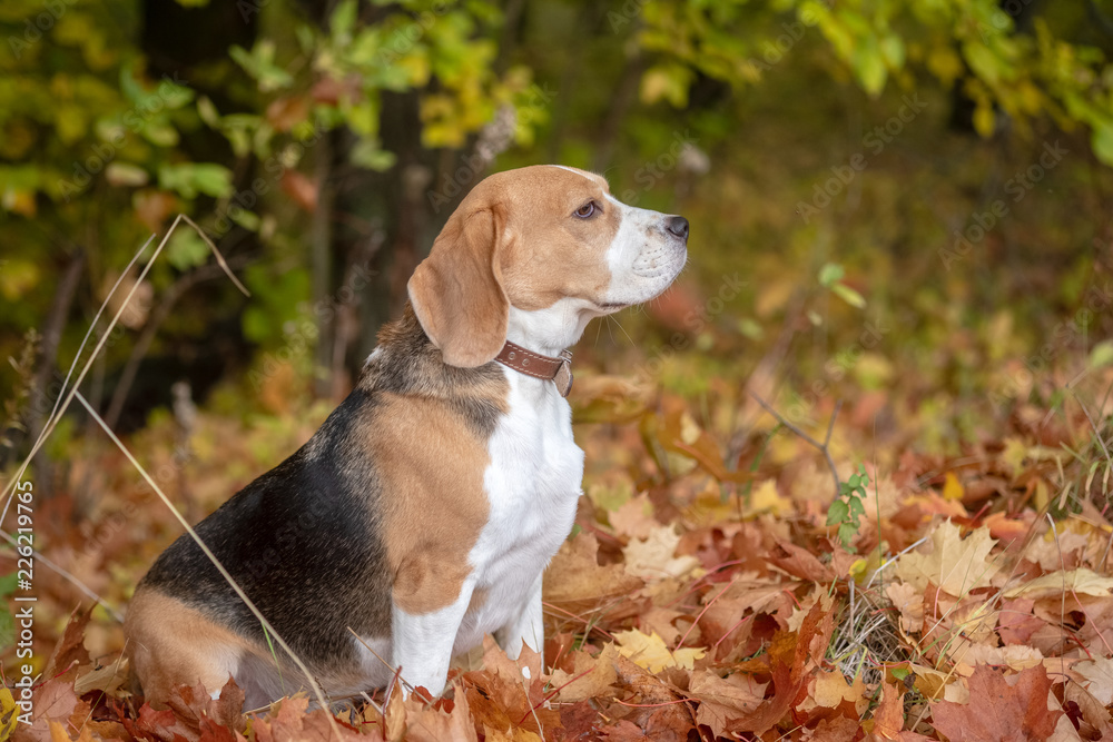 Beagle dog in autumn Park with yellow foliage