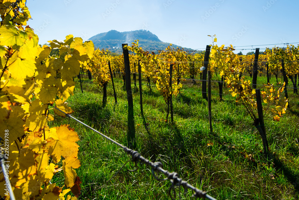 yellow grape leaves at vineyard, october, St George hill at background