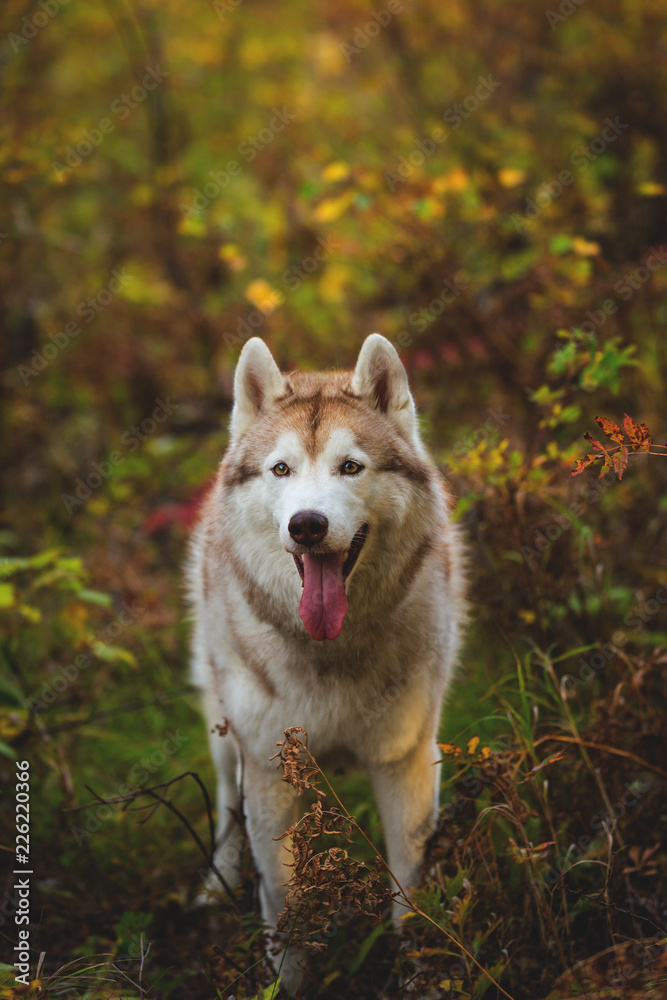 Portrait of gorgeous Siberian Husky dog standing in the bright enchanting fall forest