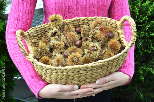 Girl holding a basket full of autumn chestnuts and leaves