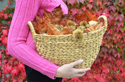 Girl holding a basket full of autumn chestnuts and leaves