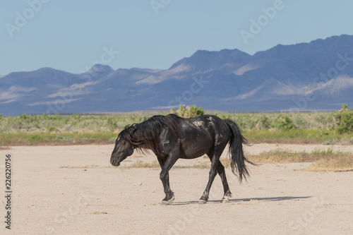 Fototapeta Dziki koń w górach Onaqui w stanie Utah
