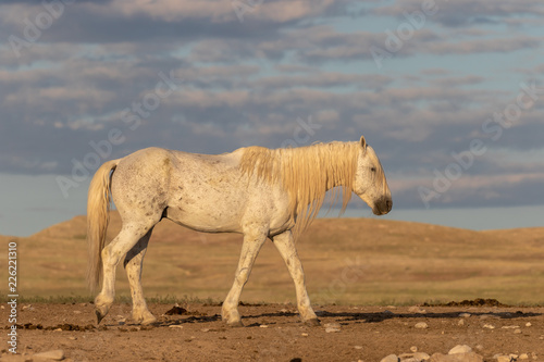 Wild Horse in the Onaqui Mountains Utah photo