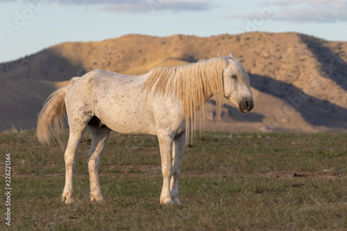 Wild Horse in the Onaqui Mountains Utah
