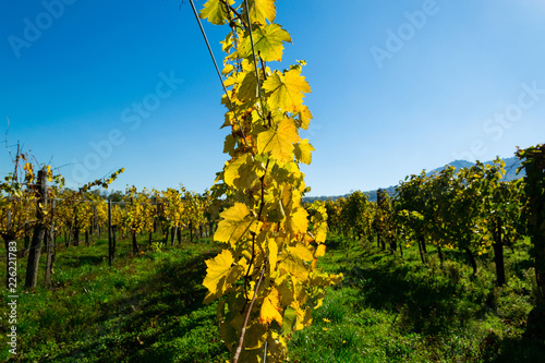 Fototapeta Naklejka Na Ścianę i Meble -  yellow grape leaves at vinery, october