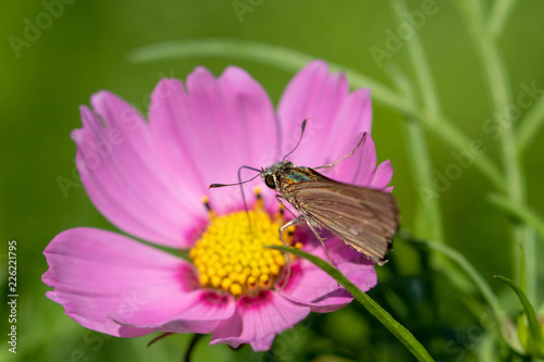 pink cosmos flower with butterfly © 政昭 大橋