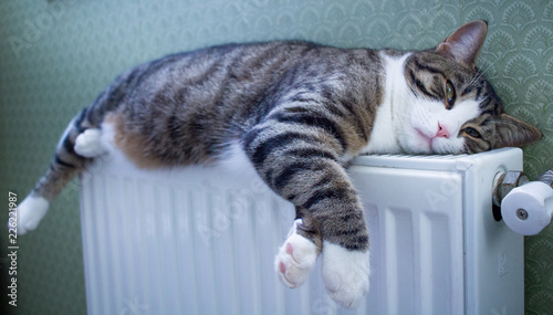 Furry striped pet cat lies on warm radiator relaxing