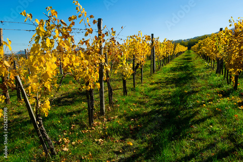 yellow grape leaves at vinery, october