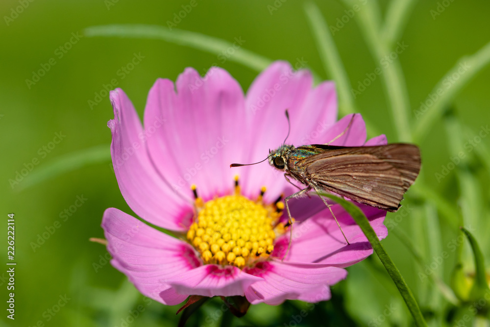 pink cosmos flower with butterfly pink cosmos flower with butterfly