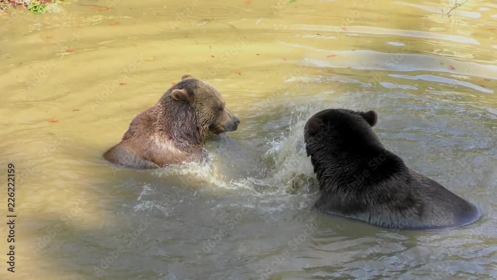 Brown Bears (Ursus arctos) in Lake Clark National Park, Alaska, USA Brown Bears (Ursus arctos) in Lake Clark National Park, Alaska, USA