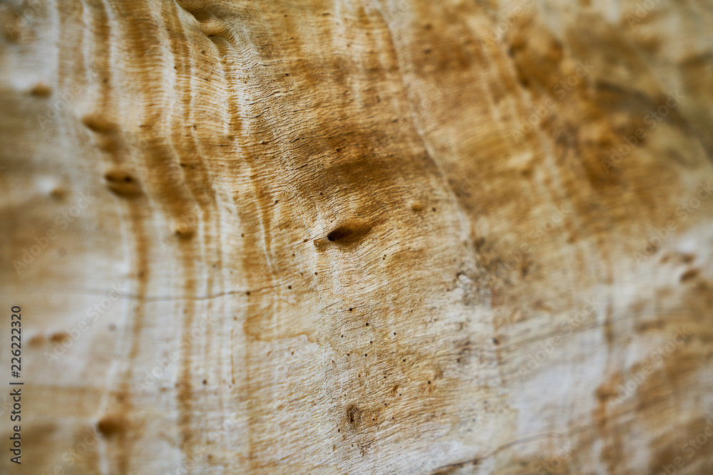 Naklejka premium Tree Texture and Background