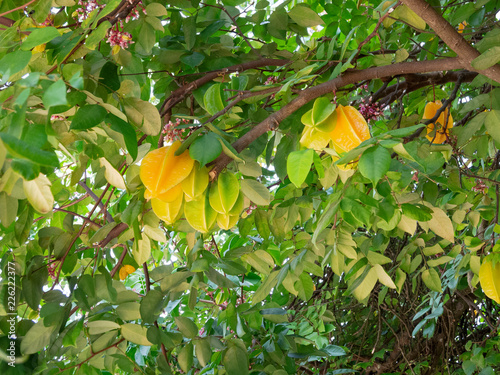 The Averrhoa carambola is a tree native to Sri Lanka, India