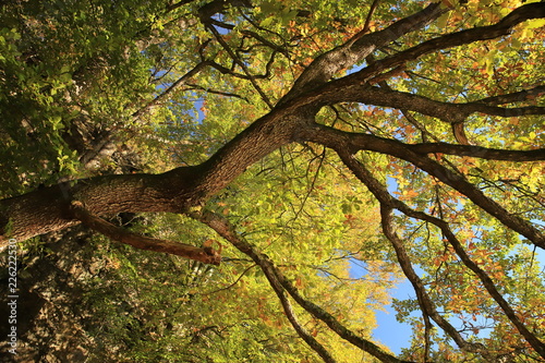 Fototapeta Naklejka Na Ścianę i Meble -  Old oak tree