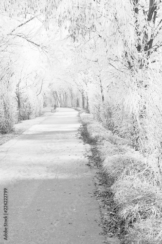 Winterliche Allee © heike114