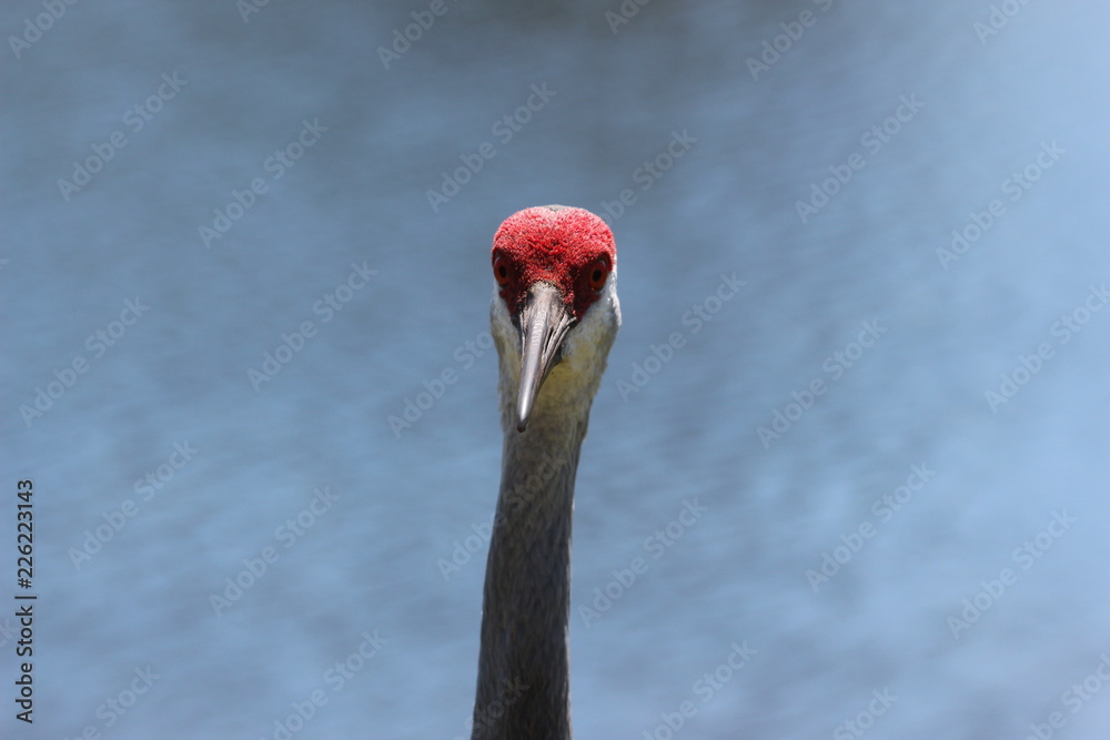Fototapeta premium Portrait of a Sandhill Crane 