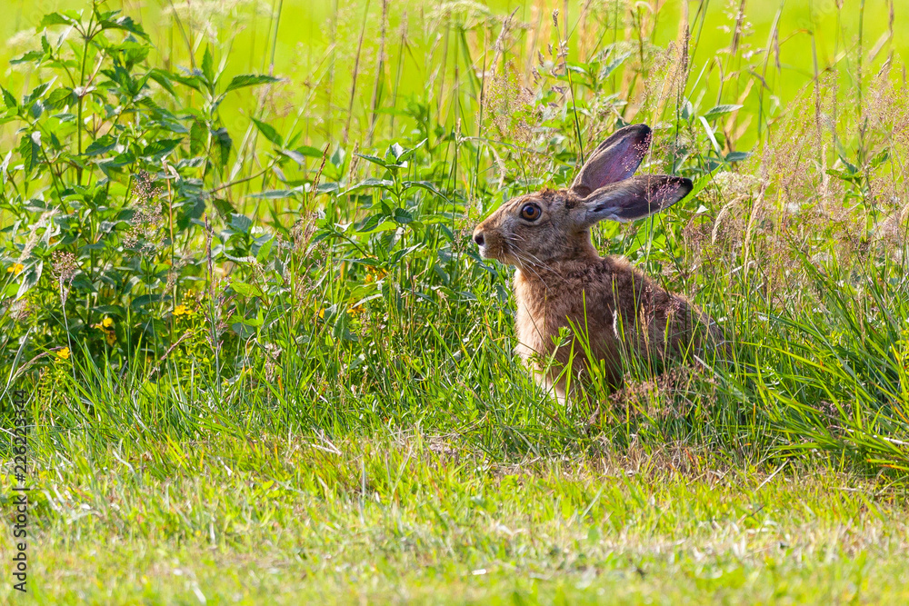 Fototapeta premium Hare sitting on meadow. Copy space.