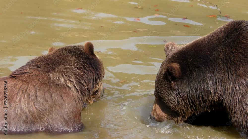 Brown Bears (Ursus arctos) in Lake Clark National Park, Alaska, USA Brown Bears (Ursus arctos) in Lake Clark National Park, Alaska, USA