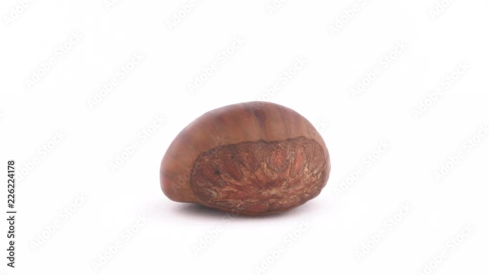 Macro shooting of one sweet chestnut. Slowly rotating on the turntable isolated on the white background. Close up. Full frame. Macro shooting of one sweet chestnut. Slowly rotating on the turntable isolated on the white background. Close up. Full frame.