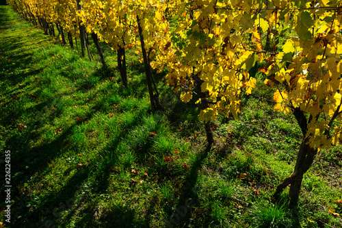 Fototapeta Naklejka Na Ścianę i Meble -  yellow grape leaves at vinery, october