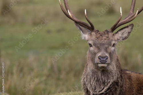 Red deer stag  Cervus elaphus  resting  walking  postering during autumn rut  cairngorms NP  scotland.