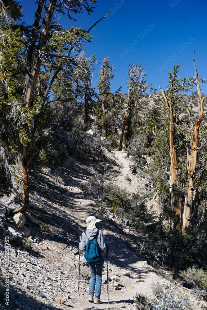A woman hikes rocky Methuselah Grove trail at high altitude in the ancient Bristlecone Pine Forest of the White Mountains of California under a clear blue sky.