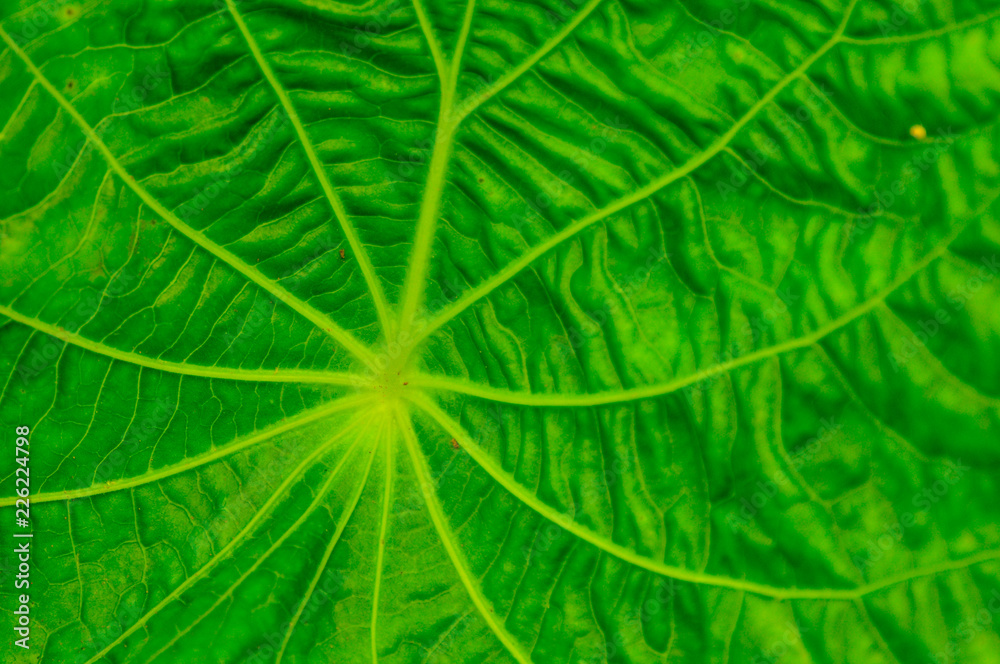 Flora in Ecuador Flora in Ecuador