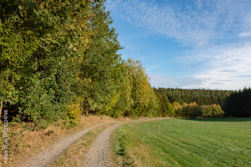 Fototapeta Naklejka Na Ścianę i Meble -  forest landscape in the autumn