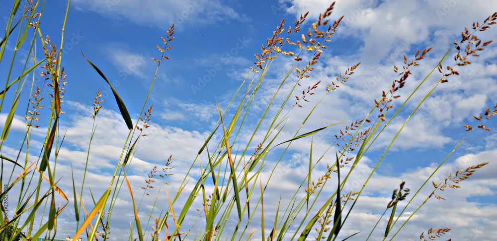 grass and sky grass and sky