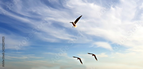 seagull flying over blue sky