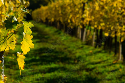 yellow grape leaves at vinery, october