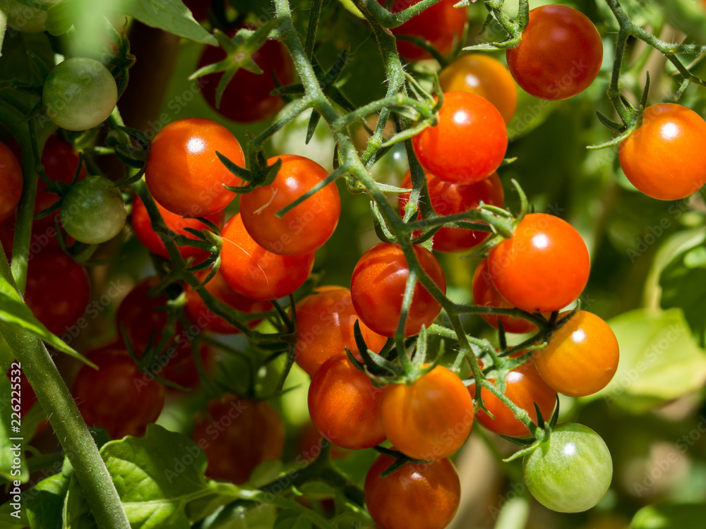 Red cocktail tomatoes