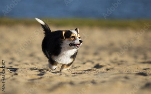puppy on the beach