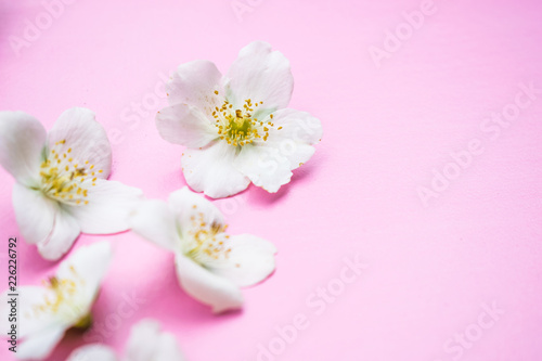 Fototapeta Naklejka Na Ścianę i Meble -  Art spring flowers background