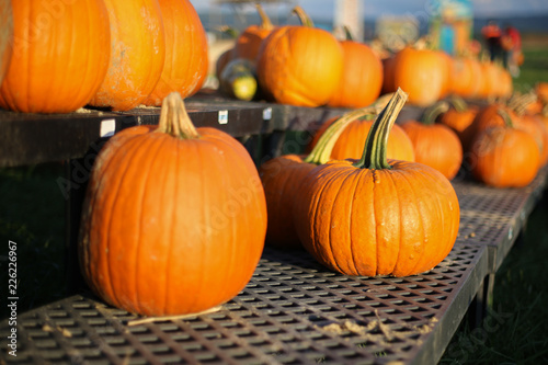 Orange Pumpkins on Display for Sale at a Farmers Market or Pumpkin Patch - Harvest  Halloween  Thanksgiving Concept