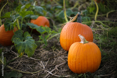 Ripe Orange Pumpkin Plants Ready to be Picked for Harvest in a Pumpkin Patch Field, Fall Halloween or Thanksgiving Concept