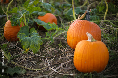 Ripe Orange Pumpkin Plants Ready to be Picked for Harvest in a Pumpkin Patch Field, Fall Halloween or Thanksgiving Concept