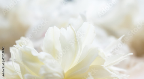 White peony flower close you 