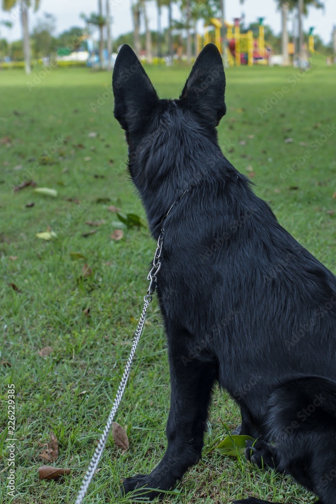 portrait, pet, mammal,young, shepherd, purebred, puppy, pedigree, healthy, GSD, german, ears, dog, breed, black, beauty, beautiful, animal, white, background, space, studio, sheepdog, domestic, canine portrait, pet, mammal,young, shepherd, purebred, puppy, pedigree, healthy, GSD, german, ears, dog, breed, black, beauty, beautiful, animal, white, background, space, studio, sheepdog, domestic, canine