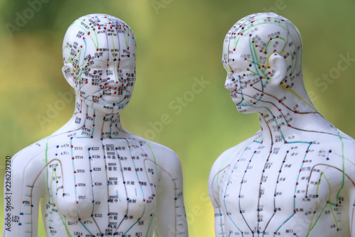 Männliches und weibliches Akupunkturmodell vor grünem Hintergrund photo