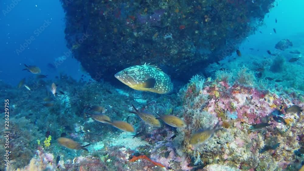 Deep scuba diving - Grouper fish and damselfishes at the bottom Deep scuba diving - Grouper fish and damselfishes at the bottom