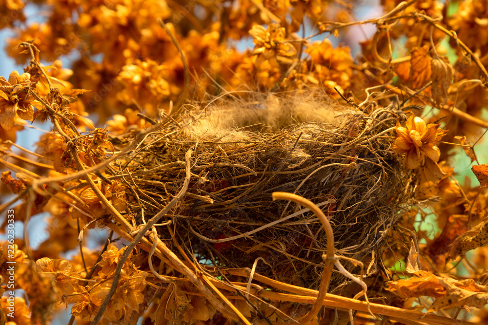 An empty bird's nest in a thicket of hops