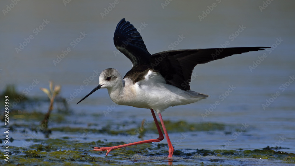 Black-winged Stilt (Himantopus himantopus) , Greece Black-winged Stilt (Himantopus himantopus) , Greece