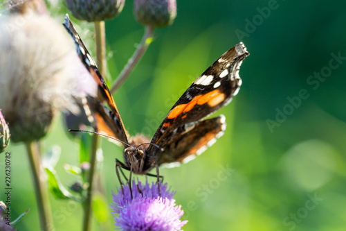 butterfly on violet flower