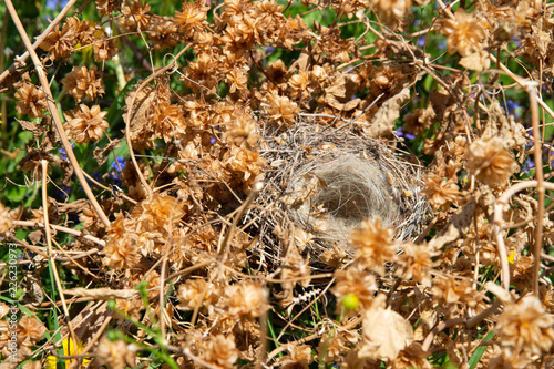 An empty bird's nest in a thicket of hops © Dmitry_Tkachev