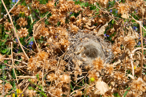 An empty bird's nest in a thicket of hops