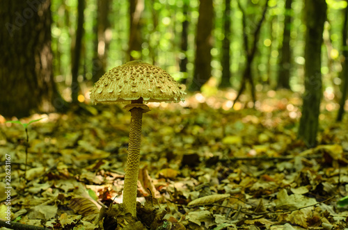 Gorgeous parasol mushroom growing among dry leaves, blurred background of forest trees