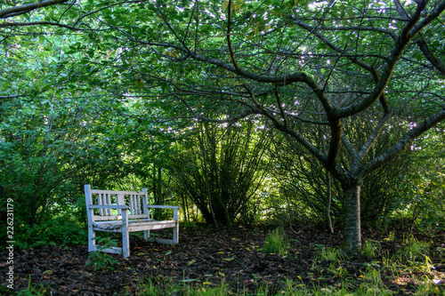 White wooden bench under trees in quiet green glade